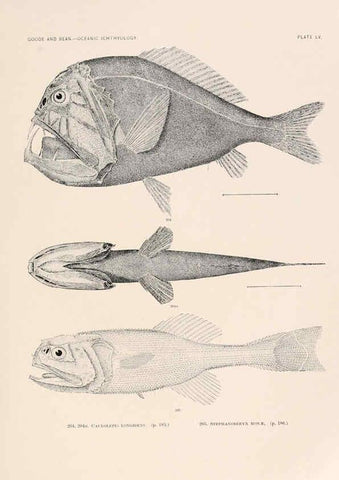 Reproducción/Reproduction 6441791429: Oceanic ichthyology. v.22 atlas. Cambridge, U.S.A. :Printed for the Museum,1896