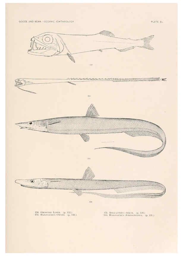 Reproducción/Reproduction 6441785853: Oceanic ichthyology. v.22 atlas. Cambridge, U.S.A. :Printed for the Museum,1896