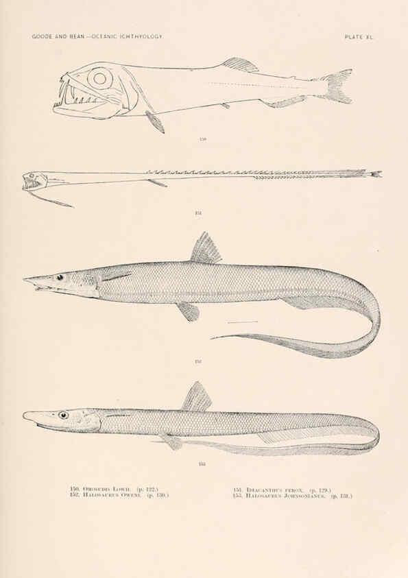 Reproducción/Reproduction 6441785853: Oceanic ichthyology. v.22 atlas. Cambridge, U.S.A. :Printed for the Museum,1896