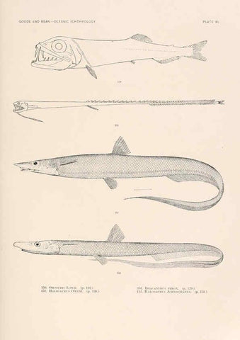 Reproducción/Reproduction 6441785853: Oceanic ichthyology. v.22 atlas. Cambridge, U.S.A. :Printed for the Museum,1896