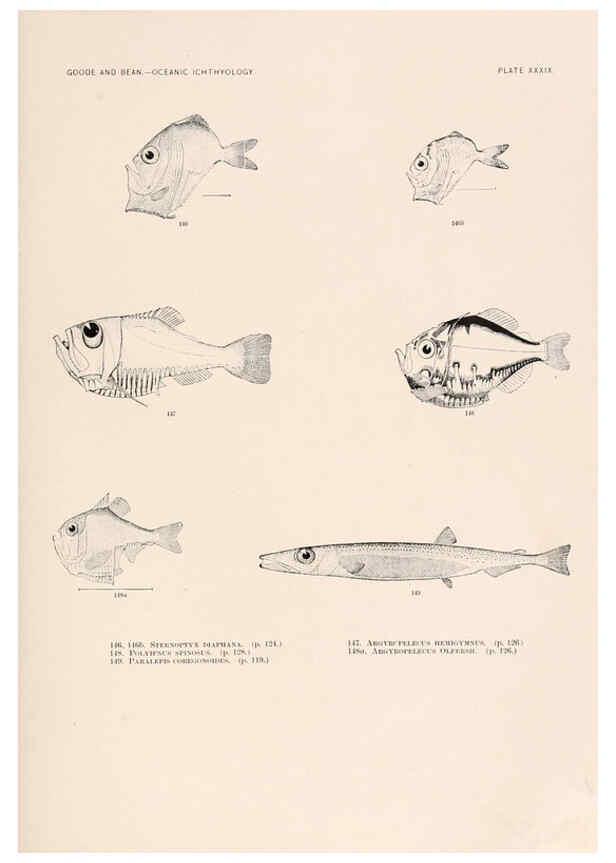 Reproducción/Reproduction 6441785523: Oceanic ichthyology. v.22 atlas. Cambridge, U.S.A. :Printed for the Museum,1896