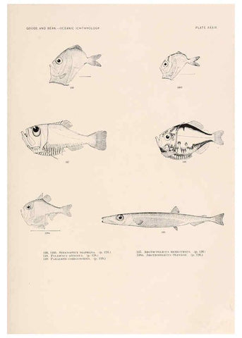 Reproducción/Reproduction 6441785523: Oceanic ichthyology. v.22 atlas. Cambridge, U.S.A. :Printed for the Museum,1896