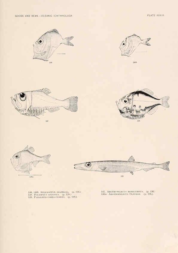 Reproducción/Reproduction 6441785523: Oceanic ichthyology. v.22 atlas. Cambridge, U.S.A. :Printed for the Museum,1896