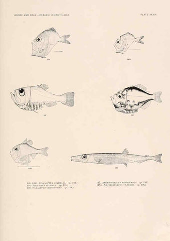 Reproducción/Reproduction 6441785523: Oceanic ichthyology. v.22 atlas. Cambridge, U.S.A. :Printed for the Museum,1896