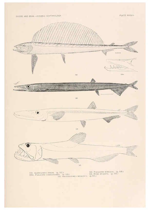 Reproducción/Reproduction 6441785199: Oceanic ichthyology. v.22 atlas. Cambridge, U.S.A. :Printed for the Museum,1896