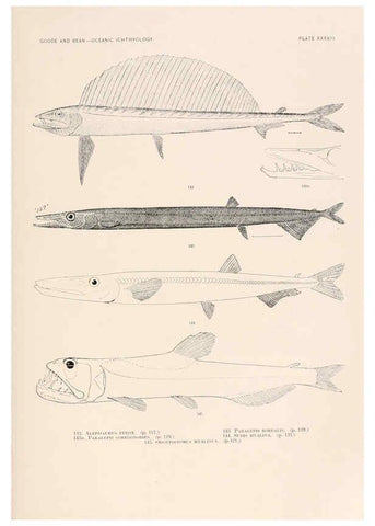 Reproducción/Reproduction 6441785199: Oceanic ichthyology. v.22 atlas. Cambridge, U.S.A. :Printed for the Museum,1896