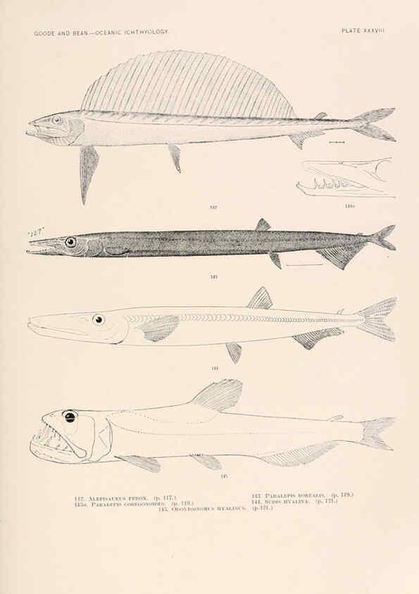 Reproducción/Reproduction 6441785199: Oceanic ichthyology. v.22 atlas. Cambridge, U.S.A. :Printed for the Museum,1896