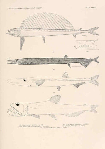 Reproducción/Reproduction 6441785199: Oceanic ichthyology. v.22 atlas. Cambridge, U.S.A. :Printed for the Museum,1896