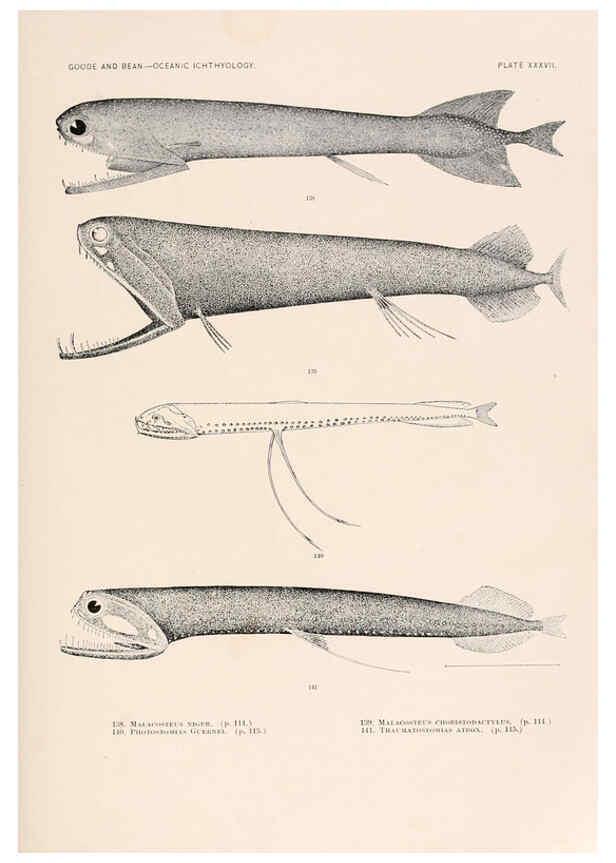 Reproducción/Reproduction 6441784741: Oceanic ichthyology. v.22 atlas. Cambridge, U.S.A. :Printed for the Museum,1896
