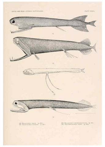 Reproducción/Reproduction 6441784741: Oceanic ichthyology. v.22 atlas. Cambridge, U.S.A. :Printed for the Museum,1896