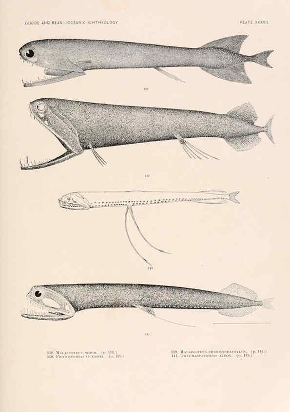 Reproducción/Reproduction 6441784741: Oceanic ichthyology. v.22 atlas. Cambridge, U.S.A. :Printed for the Museum,1896