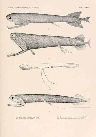 Reproducción/Reproduction 6441784741: Oceanic ichthyology. v.22 atlas. Cambridge, U.S.A. :Printed for the Museum,1896
