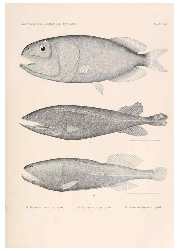 Reproducción/Reproduction 6441779505: Oceanic ichthyology. v.22 atlas. Cambridge, U.S.A. :Printed for the Museum,1896