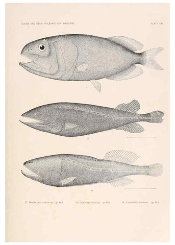 Reproducción/Reproduction 6441779505: Oceanic ichthyology. v.22 atlas. Cambridge, U.S.A. :Printed for the Museum,1896