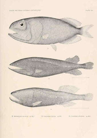 Reproducción/Reproduction 6441779505: Oceanic ichthyology. v.22 atlas. Cambridge, U.S.A. :Printed for the Museum,1896