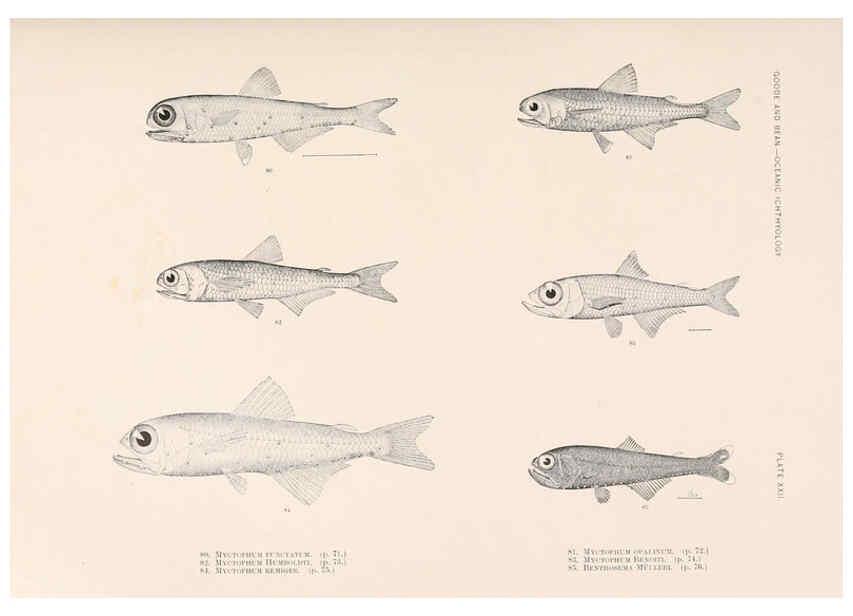 Reproducción/Reproduction 6441779925: Oceanic ichthyology. v.22 atlas. Cambridge, U.S.A. :Printed for the Museum,1896