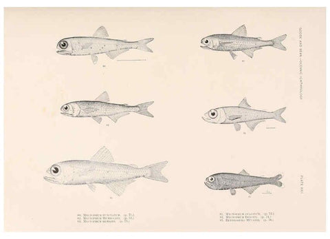 Reproducción/Reproduction 6441779925: Oceanic ichthyology. v.22 atlas. Cambridge, U.S.A. :Printed for the Museum,1896