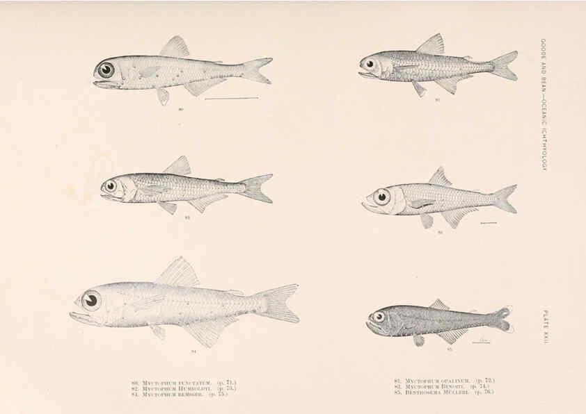 Reproducción/Reproduction 6441779925: Oceanic ichthyology. v.22 atlas. Cambridge, U.S.A. :Printed for the Museum,1896