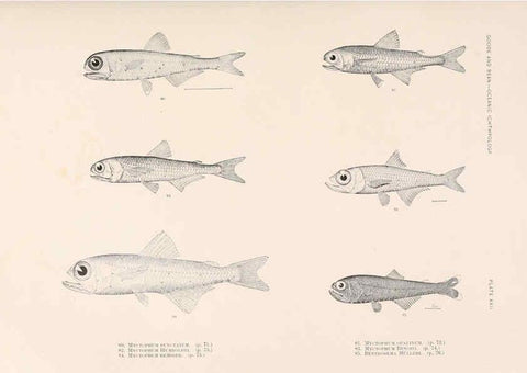 Reproducción/Reproduction 6441779925: Oceanic ichthyology. v.22 atlas. Cambridge, U.S.A. :Printed for the Museum,1896