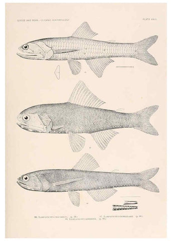 Reproducción/Reproduction 6441780213: Oceanic ichthyology. v.22 atlas. Cambridge, U.S.A. :Printed for the Museum,1896