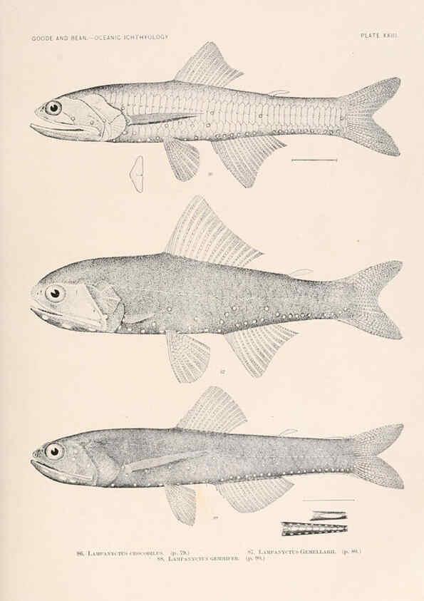 Reproducción/Reproduction 6441780213: Oceanic ichthyology. v.22 atlas. Cambridge, U.S.A. :Printed for the Museum,1896