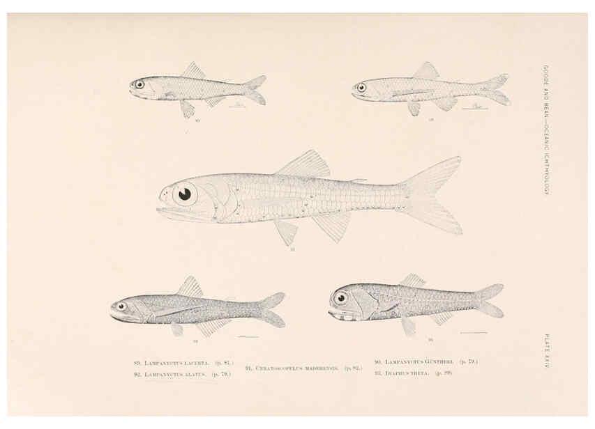 Reproducción/Reproduction 6441780635: Oceanic ichthyology. v.22 atlas. Cambridge, U.S.A. :Printed for the Museum,1896