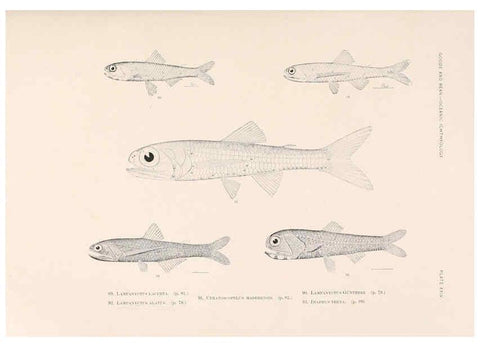 Reproducción/Reproduction 6441780635: Oceanic ichthyology. v.22 atlas. Cambridge, U.S.A. :Printed for the Museum,1896