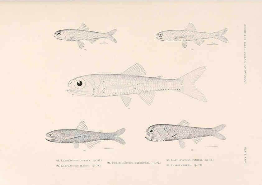 Reproducción/Reproduction 6441780635: Oceanic ichthyology. v.22 atlas. Cambridge, U.S.A. :Printed for the Museum,1896