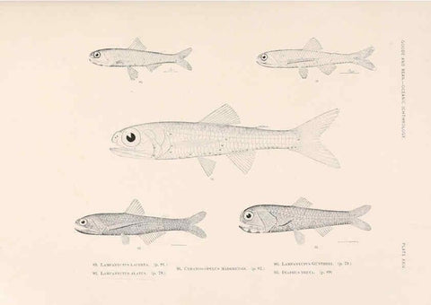 Reproducción/Reproduction 6441780635: Oceanic ichthyology. v.22 atlas. Cambridge, U.S.A. :Printed for the Museum,1896