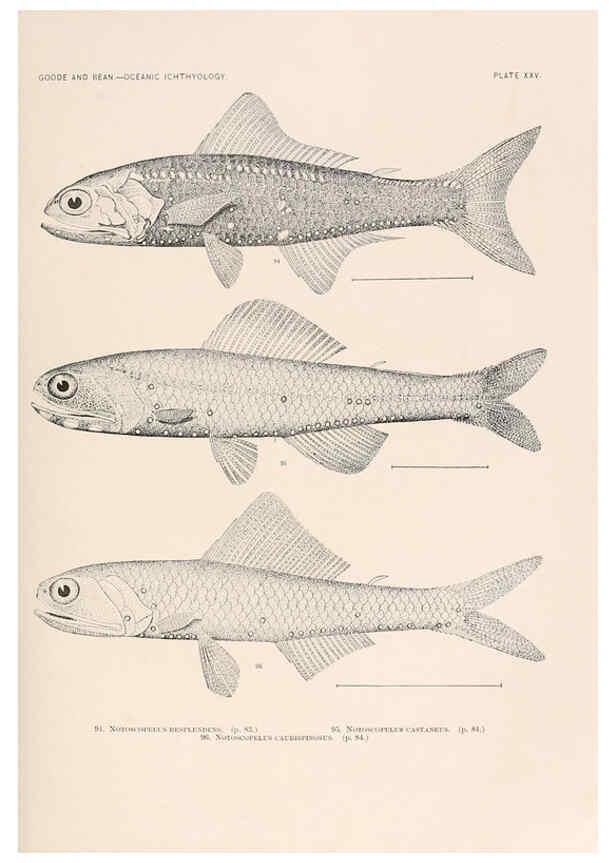 Reproducción/Reproduction 6441780903: Oceanic ichthyology. v.22 atlas. Cambridge, U.S.A. :Printed for the Museum,1896
