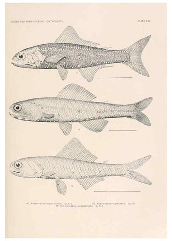 Reproducción/Reproduction 6441780903: Oceanic ichthyology. v.22 atlas. Cambridge, U.S.A. :Printed for the Museum,1896