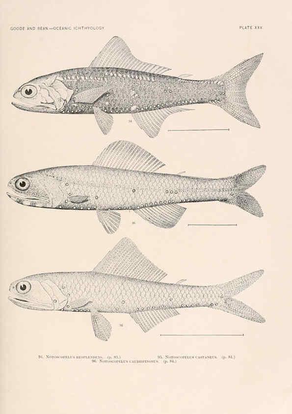 Reproducción/Reproduction 6441780903: Oceanic ichthyology. v.22 atlas. Cambridge, U.S.A. :Printed for the Museum,1896