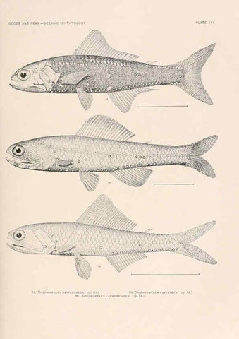 Reproducción/Reproduction 6441780903: Oceanic ichthyology. v.22 atlas. Cambridge, U.S.A. :Printed for the Museum,1896