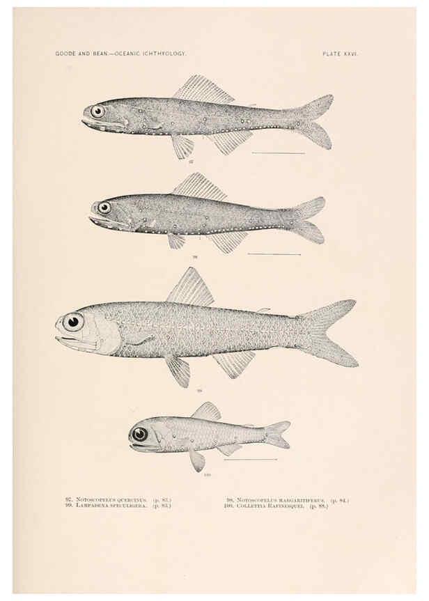 Reproducción/Reproduction 6441781199: Oceanic ichthyology. v.22 atlas. Cambridge, U.S.A. :Printed for the Museum,1896