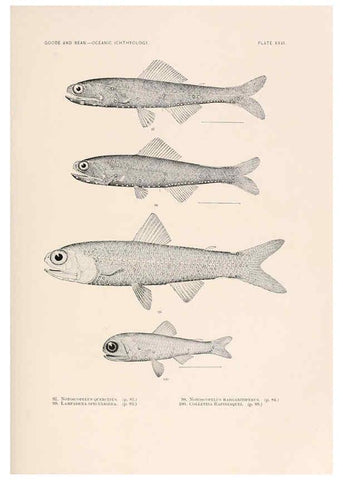 Reproducción/Reproduction 6441781199: Oceanic ichthyology. v.22 atlas. Cambridge, U.S.A. :Printed for the Museum,1896