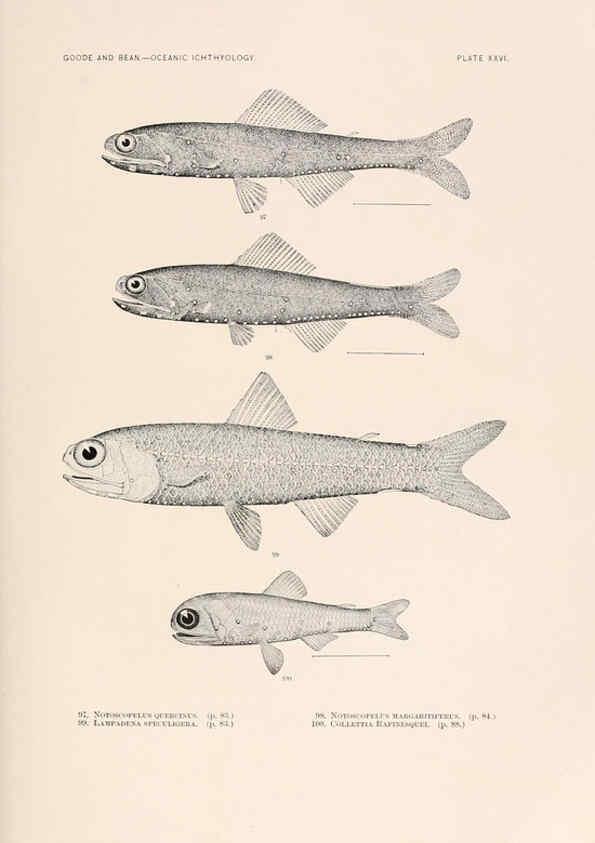 Reproducción/Reproduction 6441781199: Oceanic ichthyology. v.22 atlas. Cambridge, U.S.A. :Printed for the Museum,1896