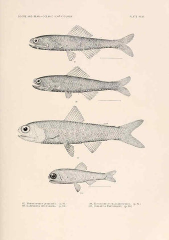 Reproducción/Reproduction 6441781199: Oceanic ichthyology. v.22 atlas. Cambridge, U.S.A. :Printed for the Museum,1896