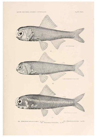 Reproducción/Reproduction 6441781481: Oceanic ichthyology. v.22 atlas. Cambridge, U.S.A. :Printed for the Museum,1896