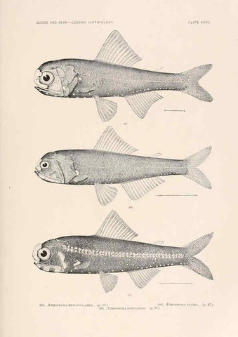 Reproducción/Reproduction 6441781481: Oceanic ichthyology. v.22 atlas. Cambridge, U.S.A. :Printed for the Museum,1896