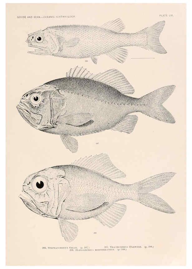 Reproducción/Reproduction 6441791879: Oceanic ichthyology. v.22 atlas. Cambridge, U.S.A. :Printed for the Museum,1896