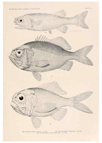 Reproducción/Reproduction 6441791879: Oceanic ichthyology. v.22 atlas. Cambridge, U.S.A. :Printed for the Museum,1896