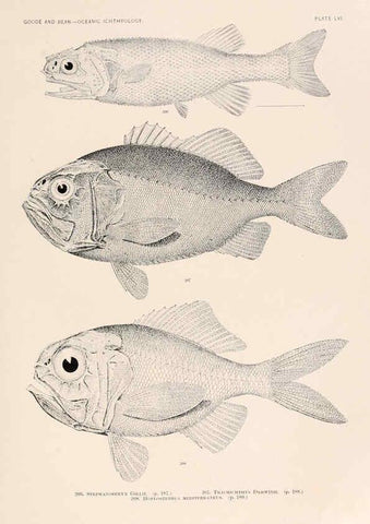 Reproducción/Reproduction 6441791879: Oceanic ichthyology. v.22 atlas. Cambridge, U.S.A. :Printed for the Museum,1896