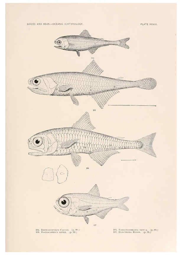 Reproducción/Reproduction 6441781763: Oceanic ichthyology. v.22 atlas. Cambridge, U.S.A. :Printed for the Museum,1896
