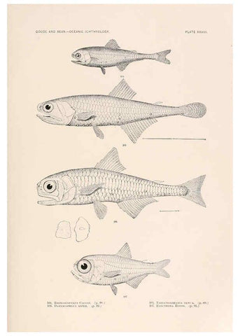 Reproducción/Reproduction 6441781763: Oceanic ichthyology. v.22 atlas. Cambridge, U.S.A. :Printed for the Museum,1896