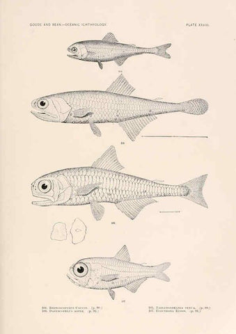Reproducción/Reproduction 6441781763: Oceanic ichthyology. v.22 atlas. Cambridge, U.S.A. :Printed for the Museum,1896