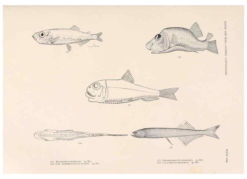 Reproducción/Reproduction 6441782381: Oceanic ichthyology. v.22 atlas. Cambridge, U.S.A. :Printed for the Museum,1896