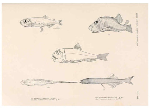 Reproducción/Reproduction 6441782381: Oceanic ichthyology. v.22 atlas. Cambridge, U.S.A. :Printed for the Museum,1896