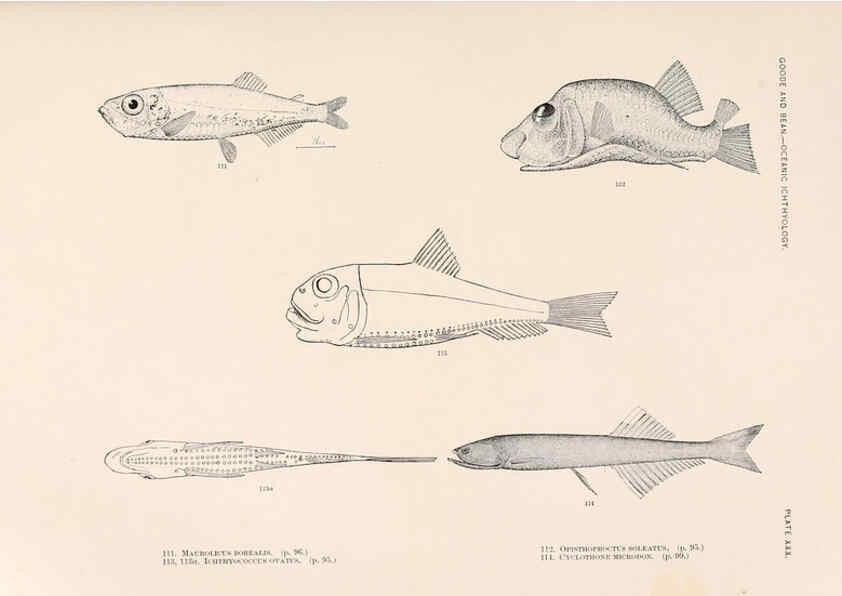Reproducción/Reproduction 6441782381: Oceanic ichthyology. v.22 atlas. Cambridge, U.S.A. :Printed for the Museum,1896