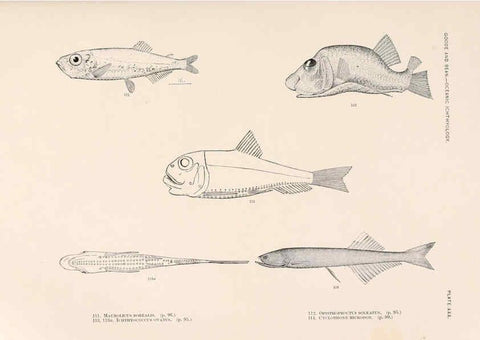 Reproducción/Reproduction 6441782381: Oceanic ichthyology. v.22 atlas. Cambridge, U.S.A. :Printed for the Museum,1896