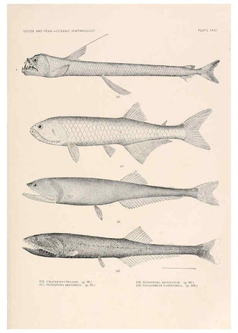 Reproducción/Reproduction 6441782729: Oceanic ichthyology. v.22 atlas. Cambridge, U.S.A. :Printed for the Museum,1896